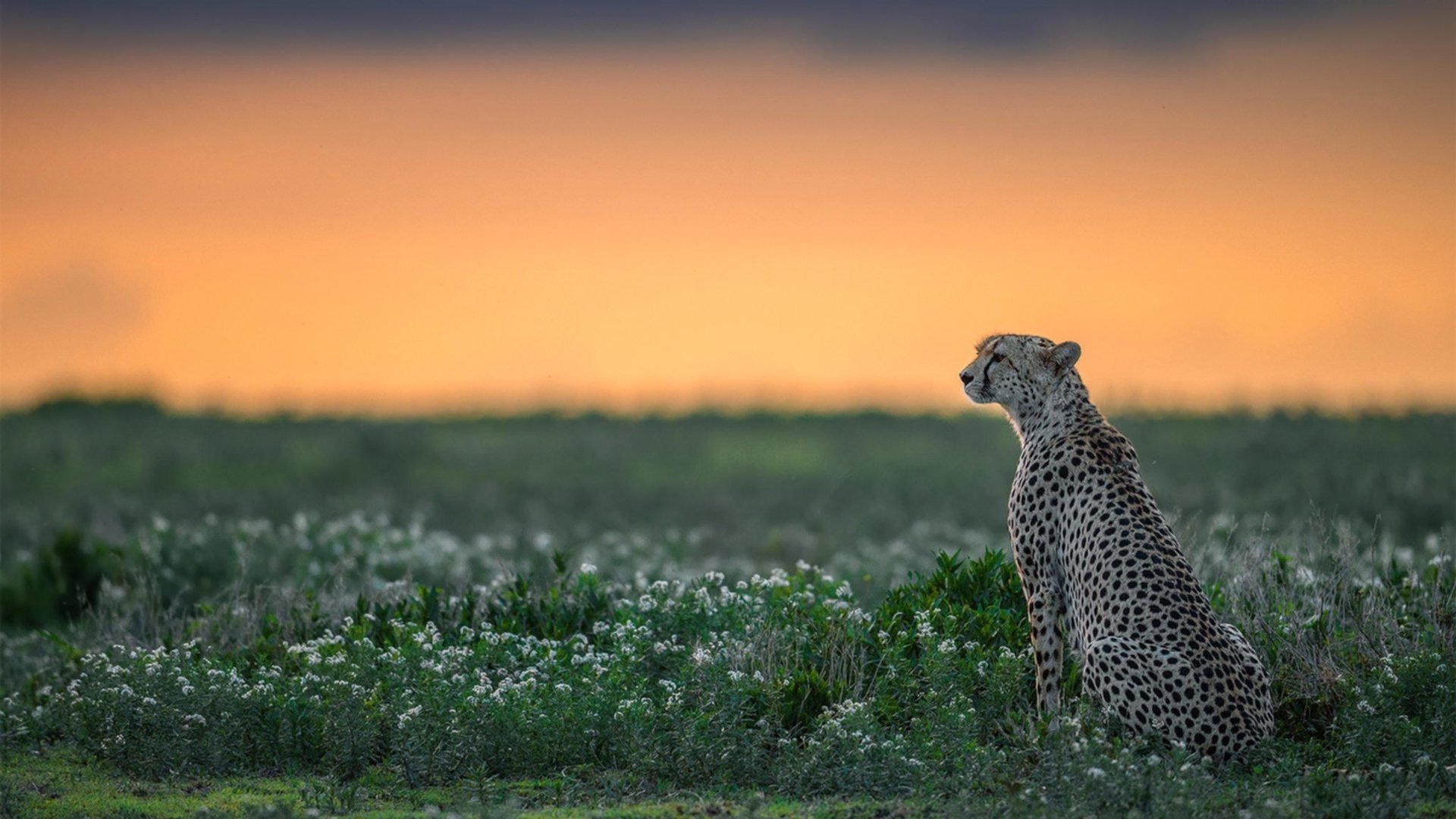 字母哥高效碾压塔图姆末节封神，团队篮球与孤胆英雄的胜利夜