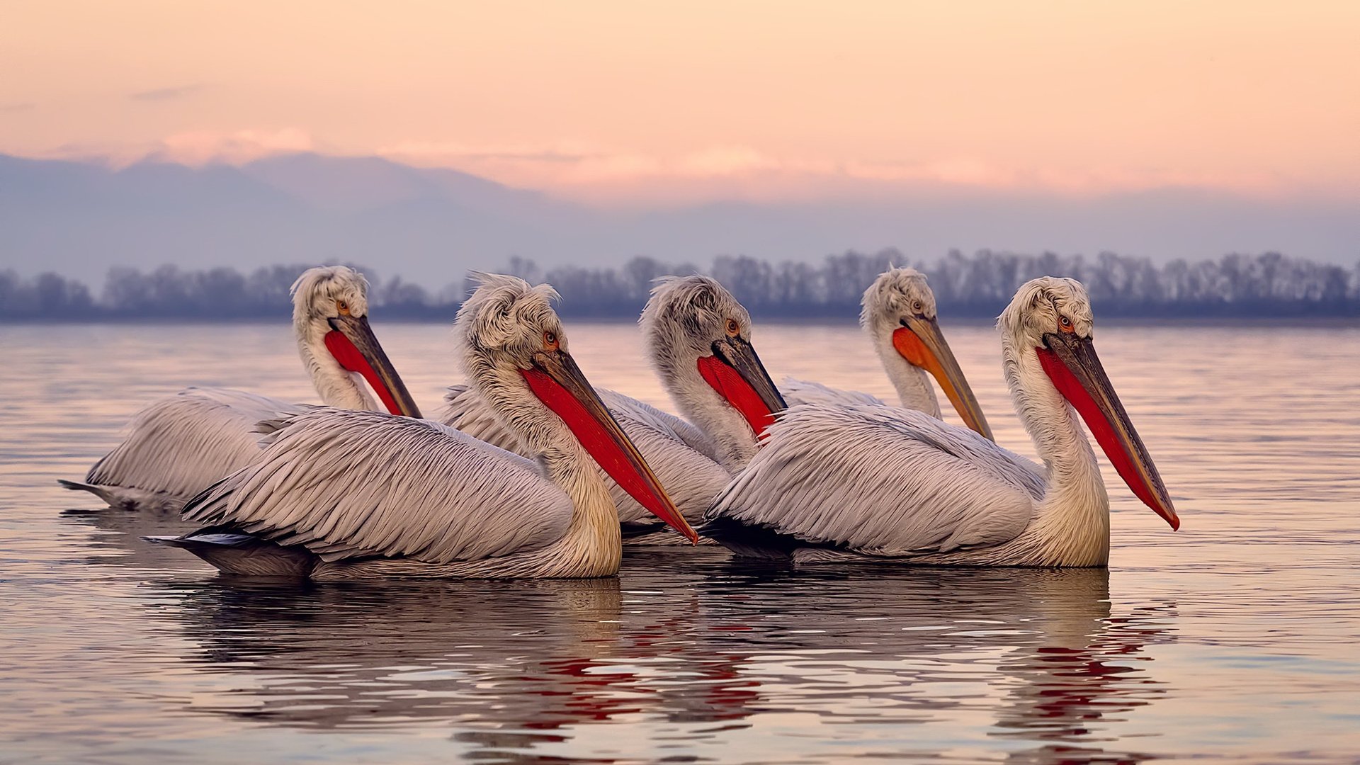 开云下载-伊布王者归来，拉齐奥补时绝杀那不勒斯！