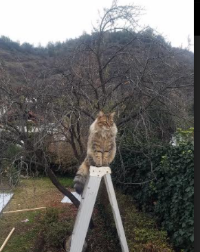 欧冠硝烟与NBA刀光，利拉德用戴表时刻诠释何为真正的压力艺术家